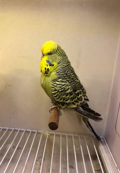 olive exhibition male