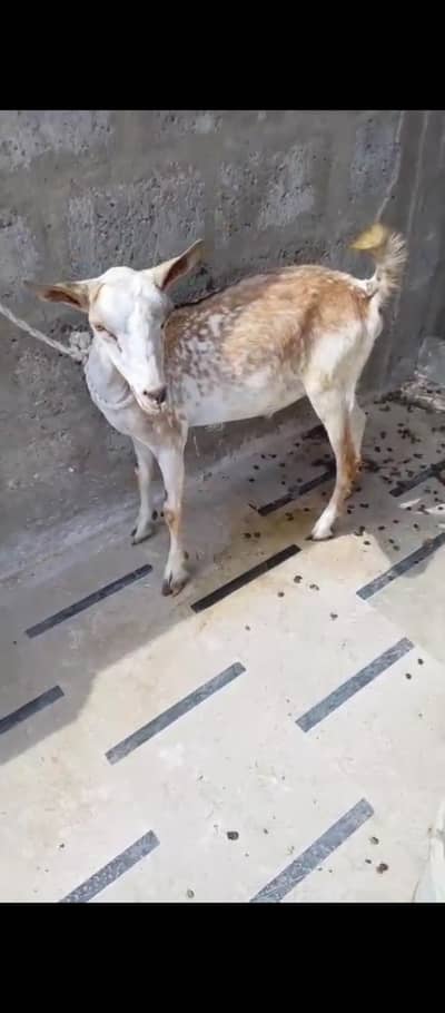 barbari Bakra 2 daant