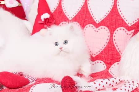 Persian cat for sale 2 month age available