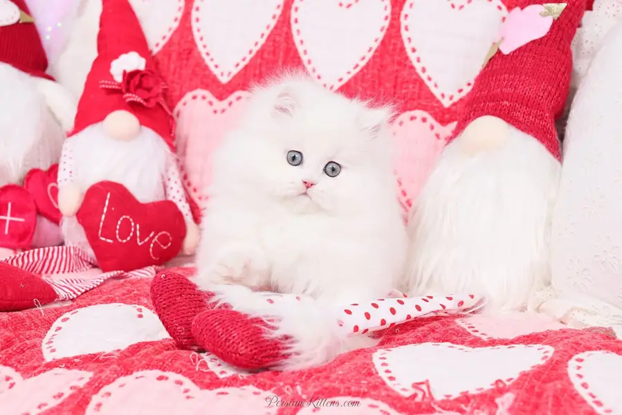 Persian cat for sale 2 month age available — photo 2