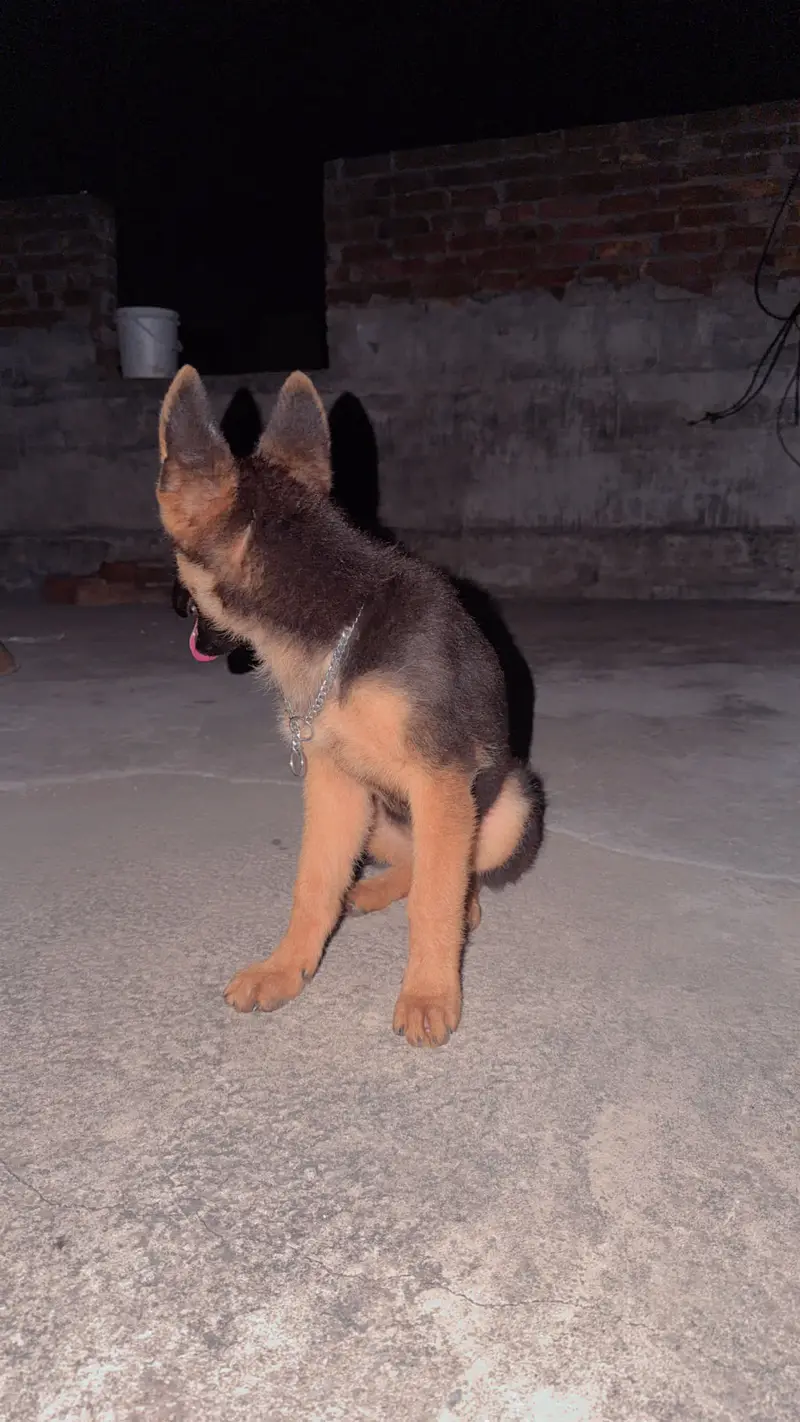 Female puppy — photo 2