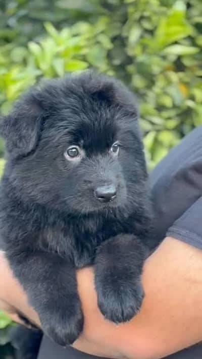 black long coat german shepard