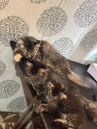 Persian Cat family for sale 1 mother 2 kittens