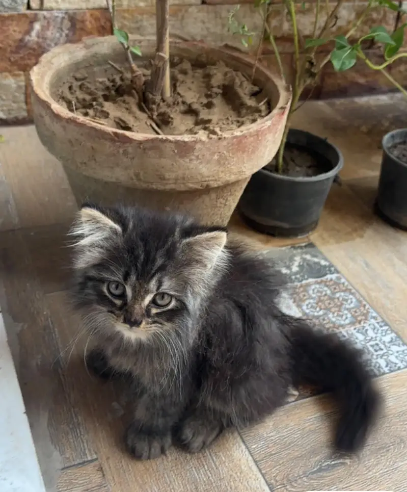 Persian Cat family for sale 1 mother 2 kittens — photo 2