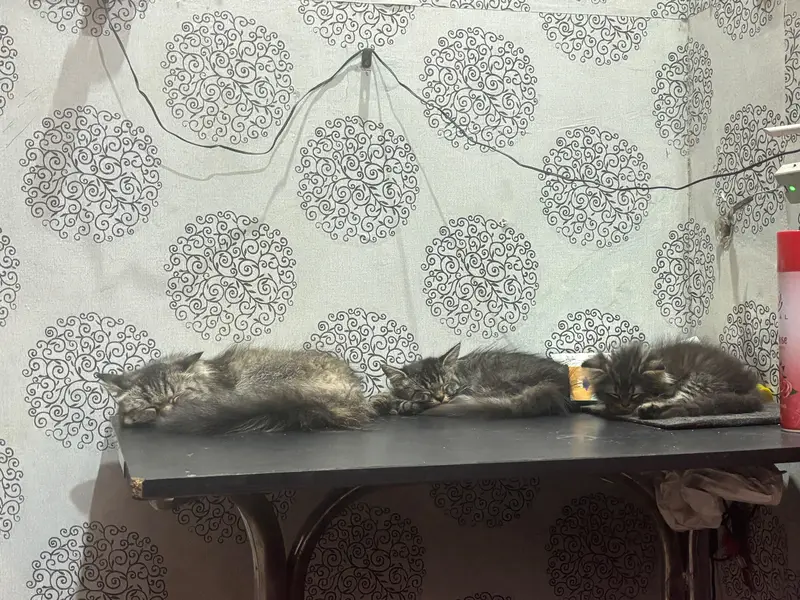 Persian Cat family for sale 1 mother 2 kittens — photo 3