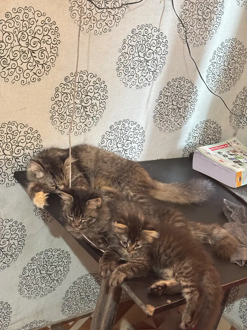 Persian Cat family for sale 1 mother 2 kittens — photo 5