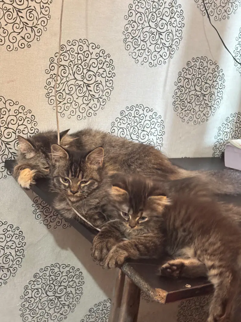Persian Cat family for sale 1 mother 2 kittens — photo 6