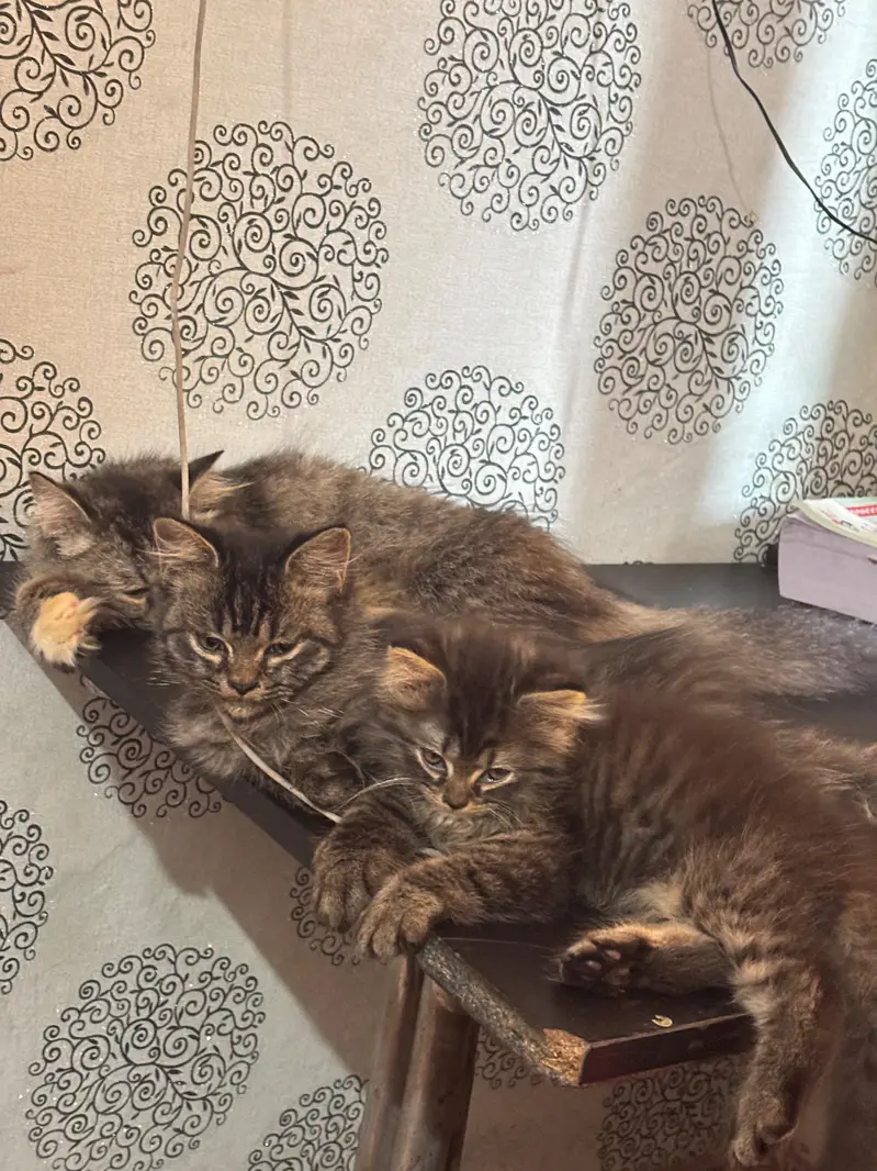 Persian Cat family for sale 1 mother 2 kittens — photo 7