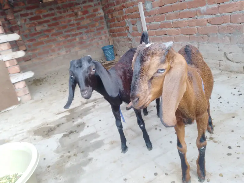 Caras goats for sale