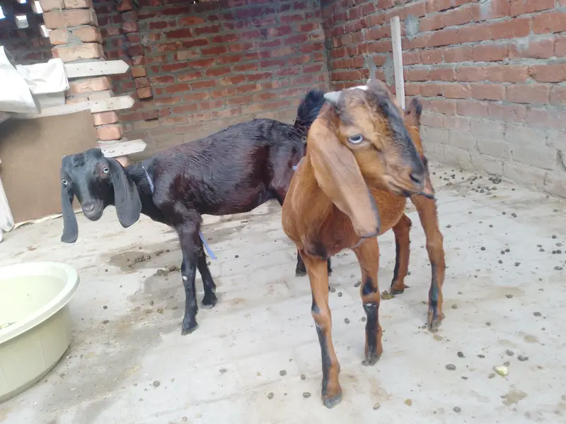 Caras goats for sale — photo 2
