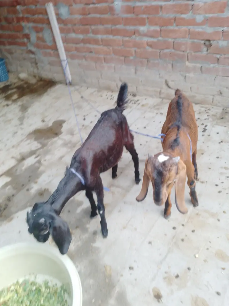 Caras goats for sale — photo 3