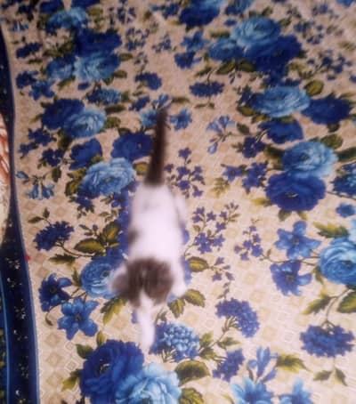 Only 1 female kitten