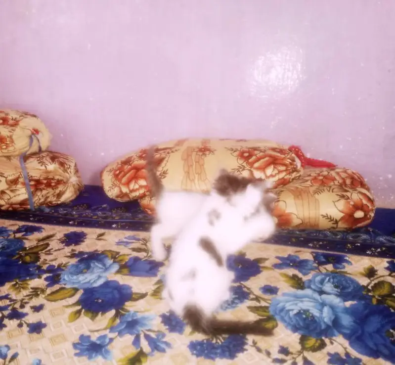 Only 1 female kitten — photo 2