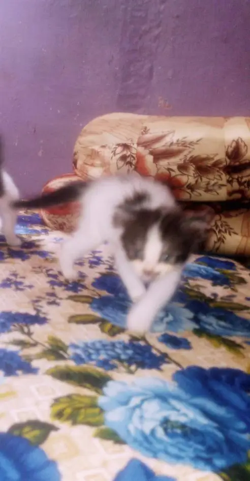 Only 1 female kitten — photo 3
