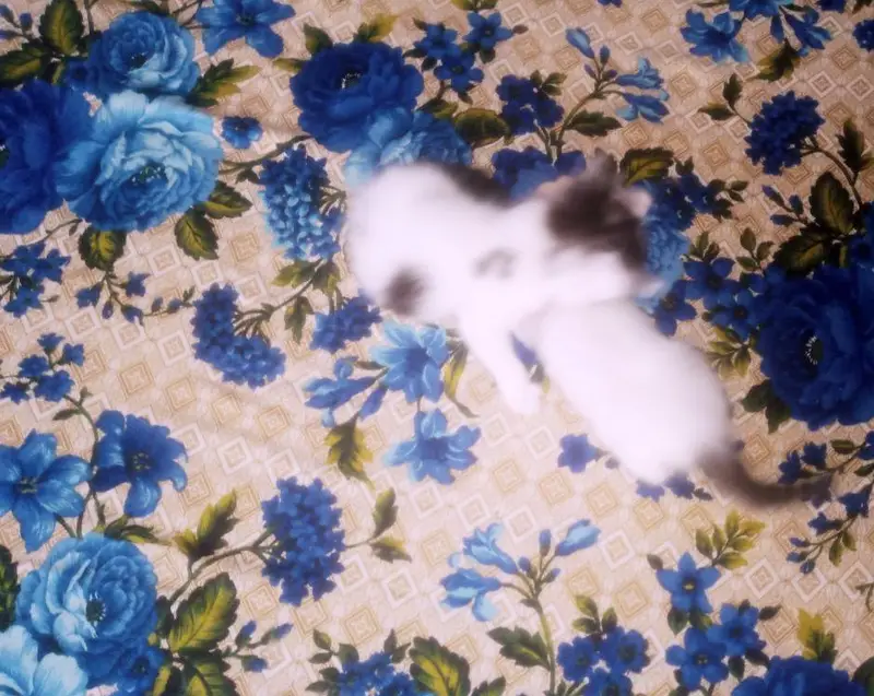 Only 1 female kitten — photo 4