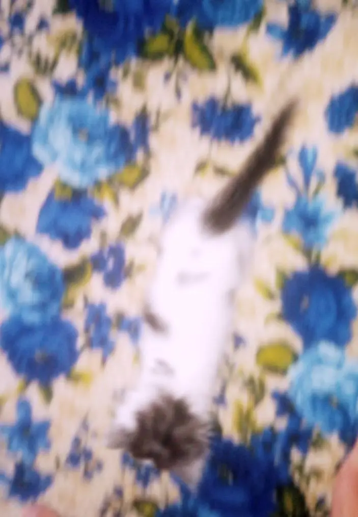 Only 1 female kitten — photo 5