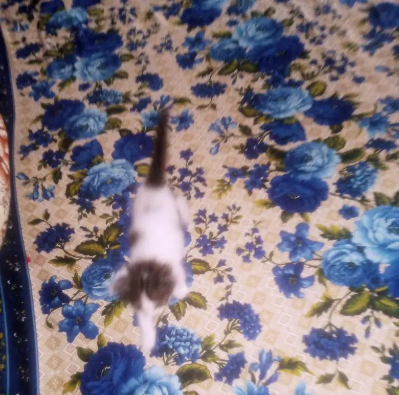Only 1 female kitten — photo 6