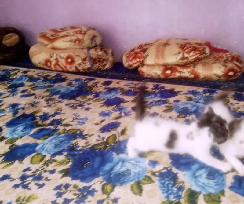 Only 1 female kitten — photo 7