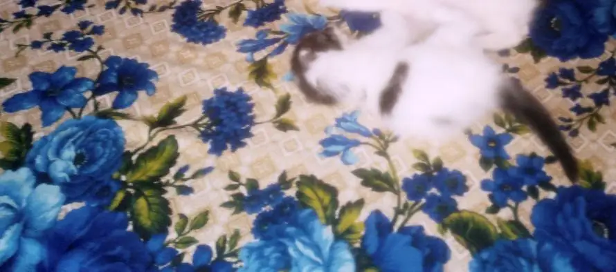 Only 1 female kitten — photo 8