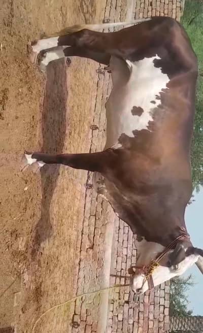 pandi  cow