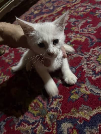 Kitten for sale