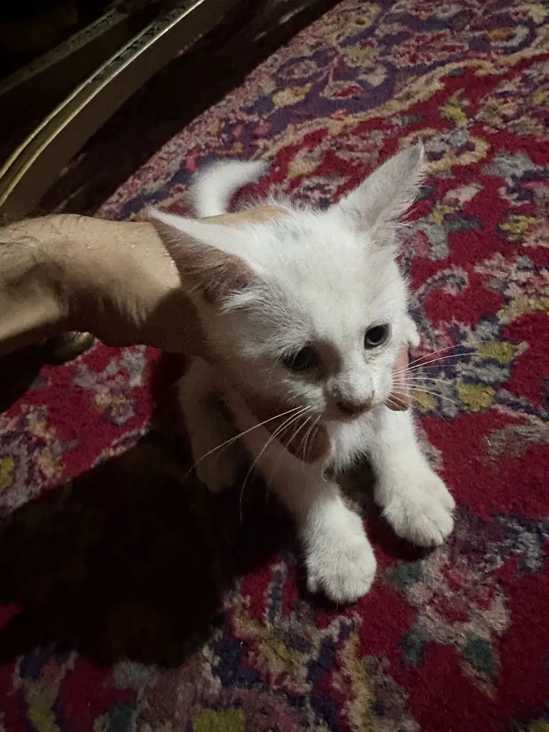 Kitten for sale — photo 2