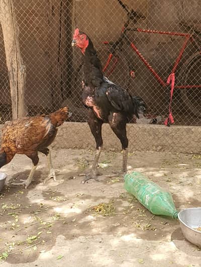 jet black king size thai patha and 5 females