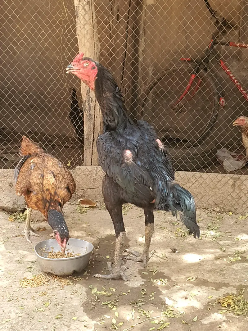 jet black king size thai patha and 5 females — photo 2