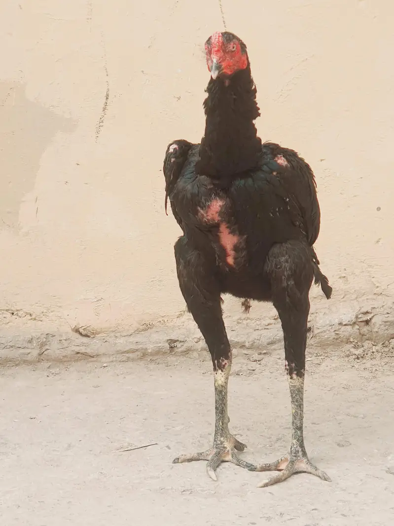 jet black king size thai patha and 5 females — photo 5