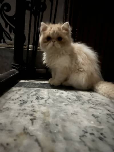 Male cat 4 months age upto long coat