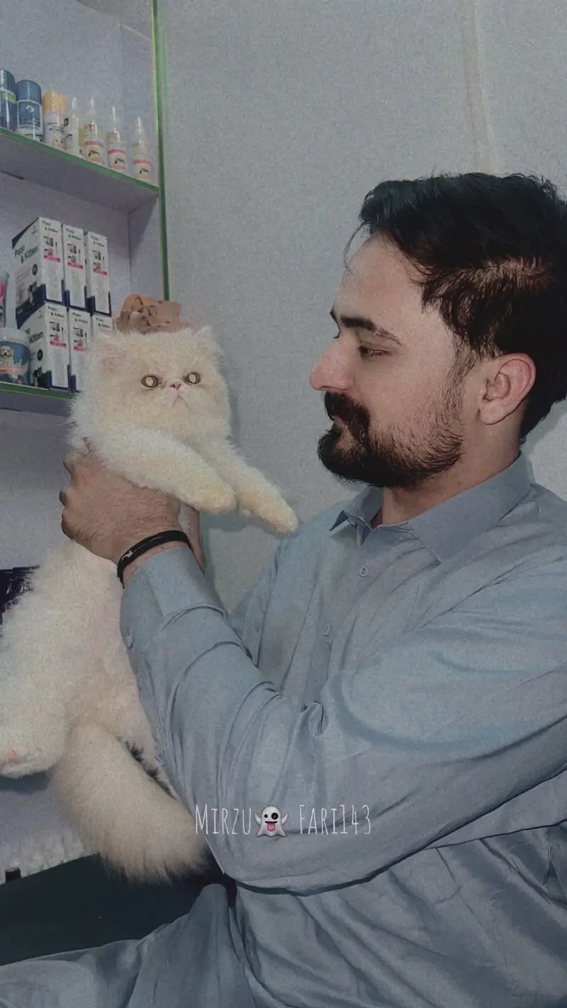Male cat 4 months age upto long coat — photo 4