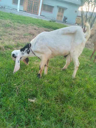 beetal bakra