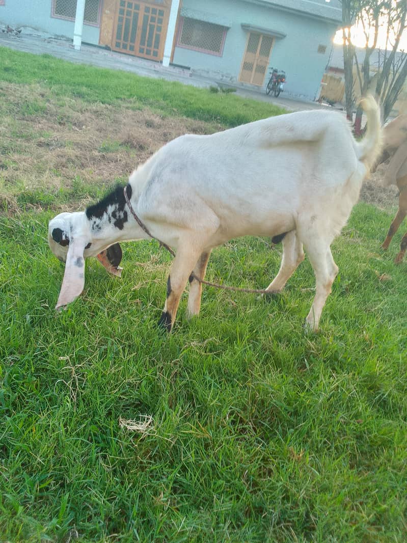 beetal bakra 0