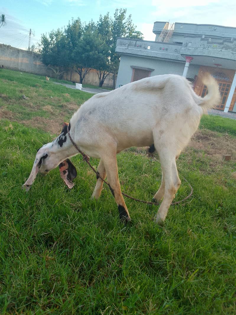 beetal bakra 1