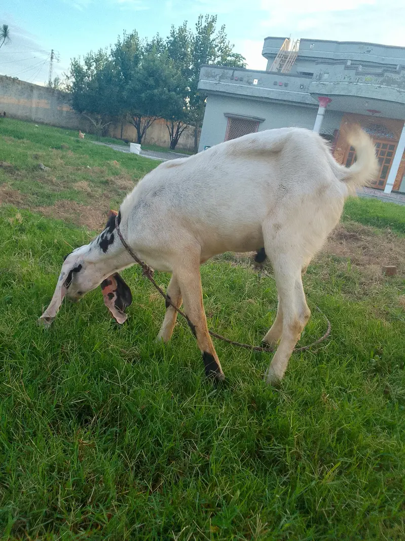 beetal bakra — photo 2