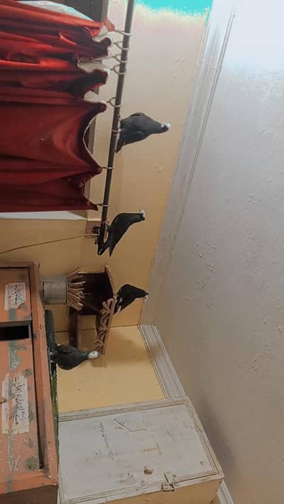 Black Mukhi pigeons