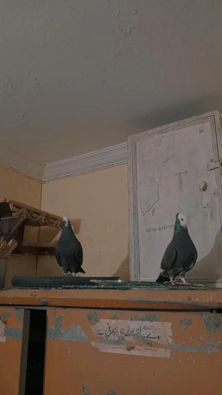 Black Mukhi pigeons — photo 3
