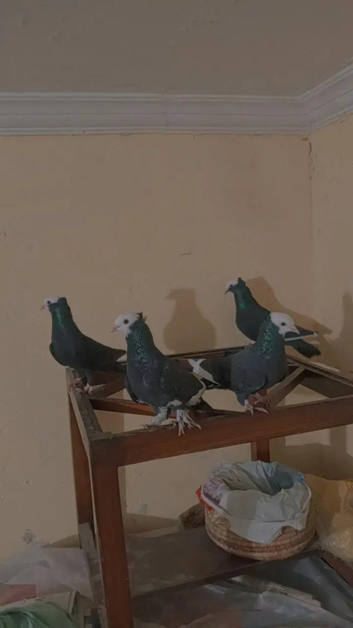 Black Mukhi pigeons — photo 5