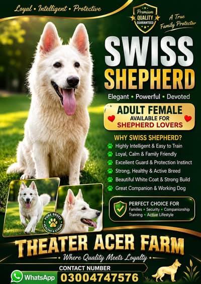 Swiss shepherd young female available for farm house's