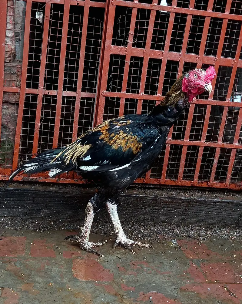 Mazboot Java Patha — photo 2