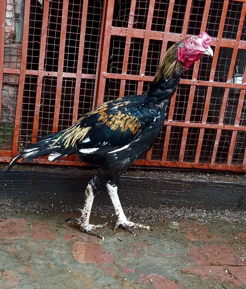 Mazboot Java Patha — photo 7