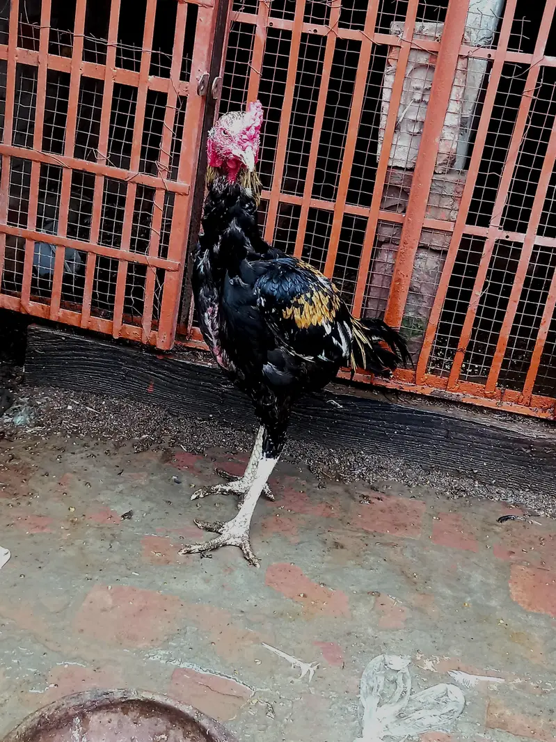 Mazboot Java Patha — photo 9