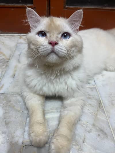 Male Persian Cat | 1 Year Old | Healthy & Playful