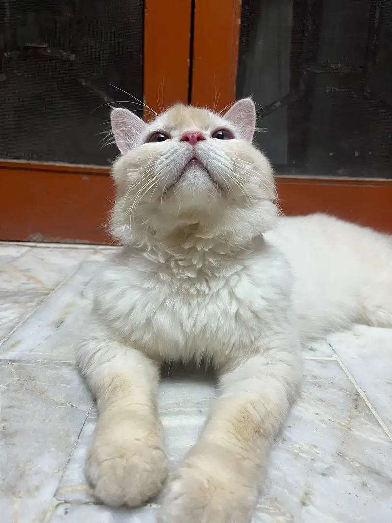 Blue-Eyed Male Persian Cat | 1 Year Old | Healthy & Playful — photo 3