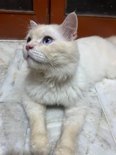 Blue-Eyed Male Persian Cat | 1 Year Old | Healthy & Playful