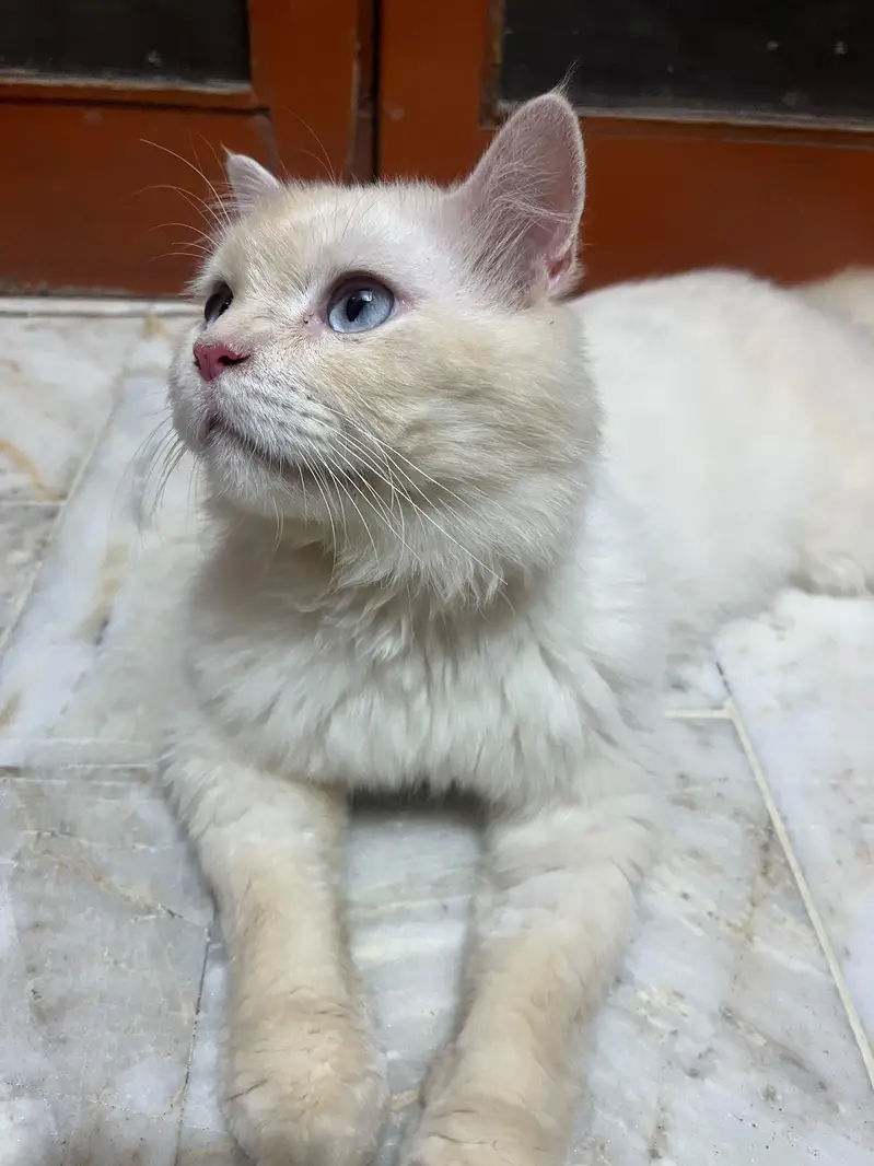 Blue-Eyed Male Persian Cat | 1 Year Old | Healthy & Playful — photo 4