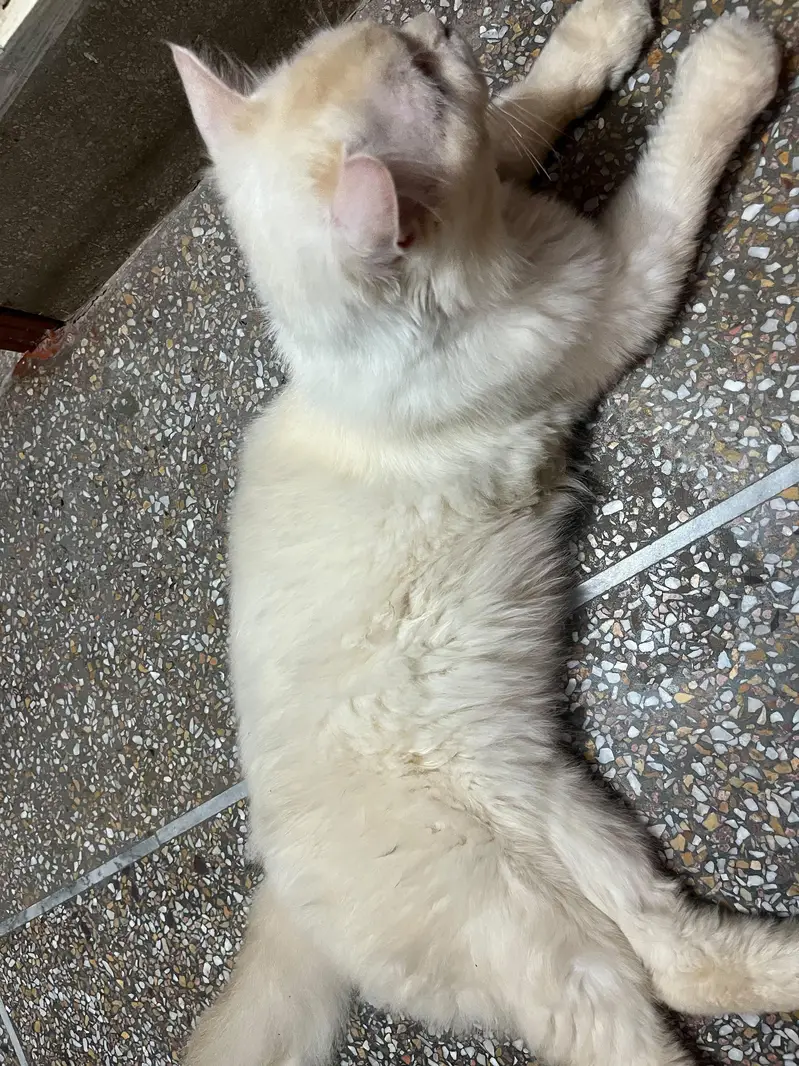 Blue-Eyed Male Persian Cat | 1 Year Old | Healthy & Playful — photo 5