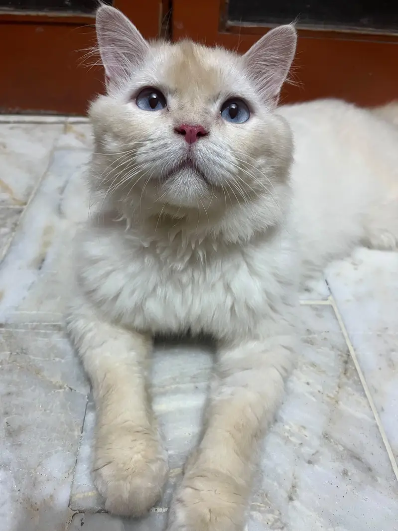 Blue-Eyed Male Persian Cat | 1 Year Old | Healthy & Playful — photo 6
