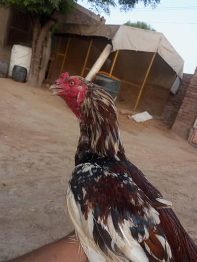 best quality of mianwali aseel