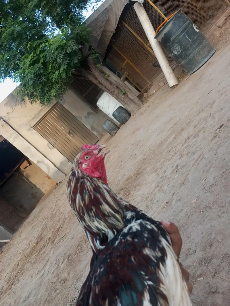 best quality of mianwali aseel — photo 2